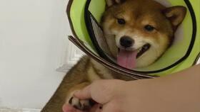 柴犬吃哈密瓜的视频,与哈密瓜的甜蜜邂逅