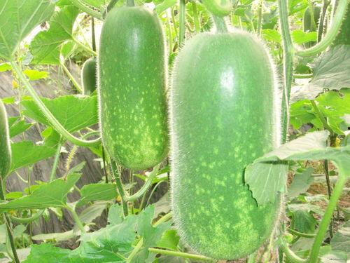 张家界订婚吃瓜视频大全,甜蜜瞬间大盘点