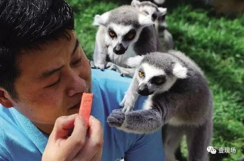 吃瓜动物视频在线观看,趣味视频带你领略动物界的“吃瓜”瞬间