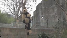 大熊猫宝宝吃兰瓜视频,萌态可掬的进食瞬间