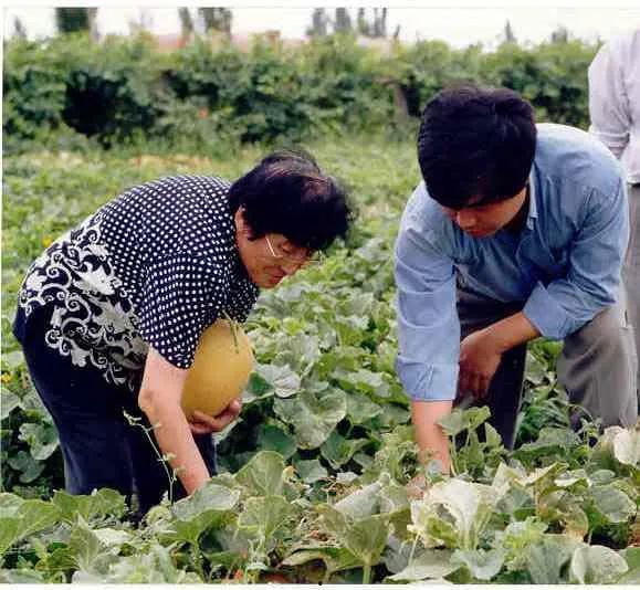四川农村吃瓜事件视频,一场引发热议的乡村奇观