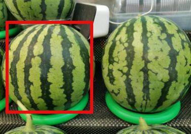 如何拍摄吃瓜视频教程,吃瓜视频拍摄教程全解析