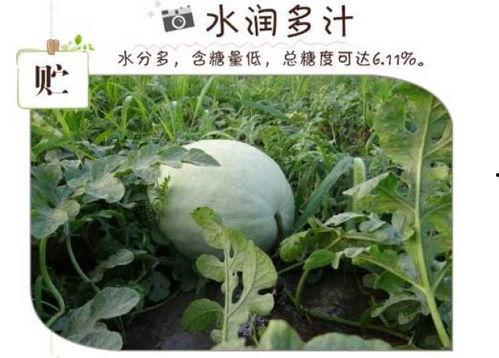 冬天吃三白瓜视频,三白瓜美味食谱大公开