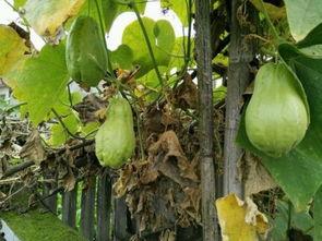 土耳瓜要怎么吃才好吃视频,视频教你如何烹饪出最佳口感