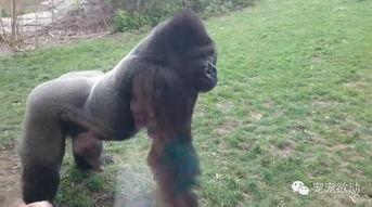 吃瓜女孩猩猩视频,揭秘网络红人的幕后故事